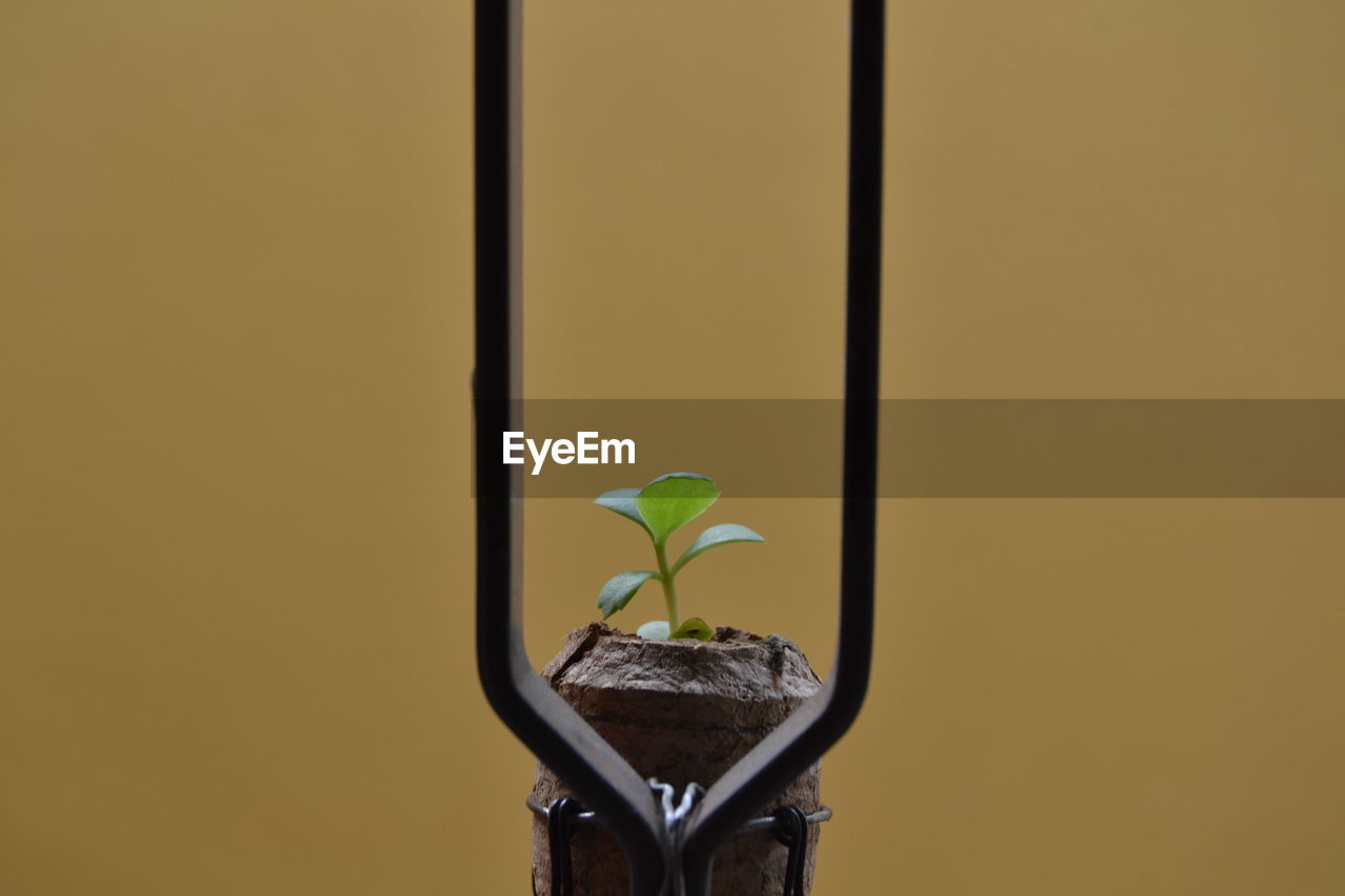 CLOSE-UP OF POTTED PLANT AGAINST WALL