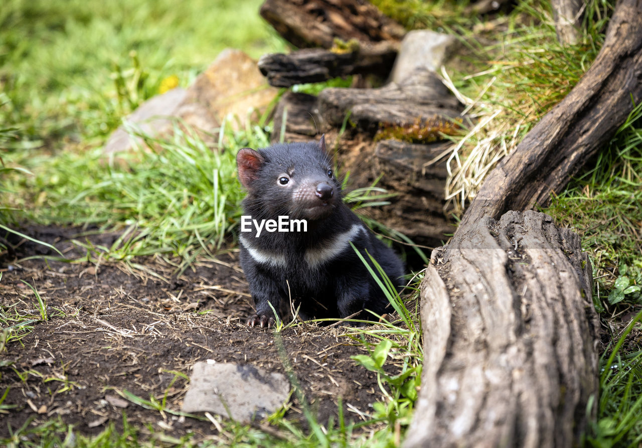 Close-up of rodent by wood in forest