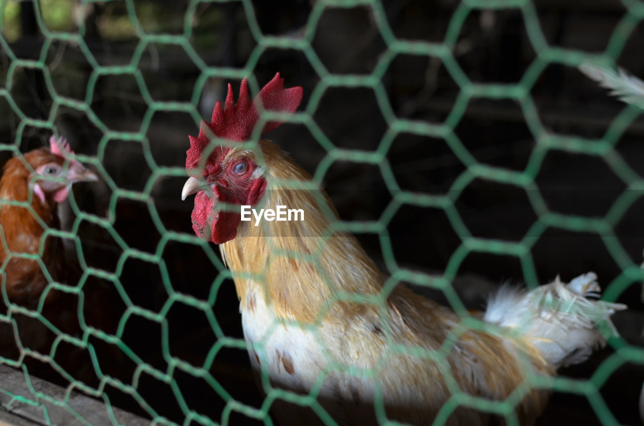 Rooster in the organic chicken pen