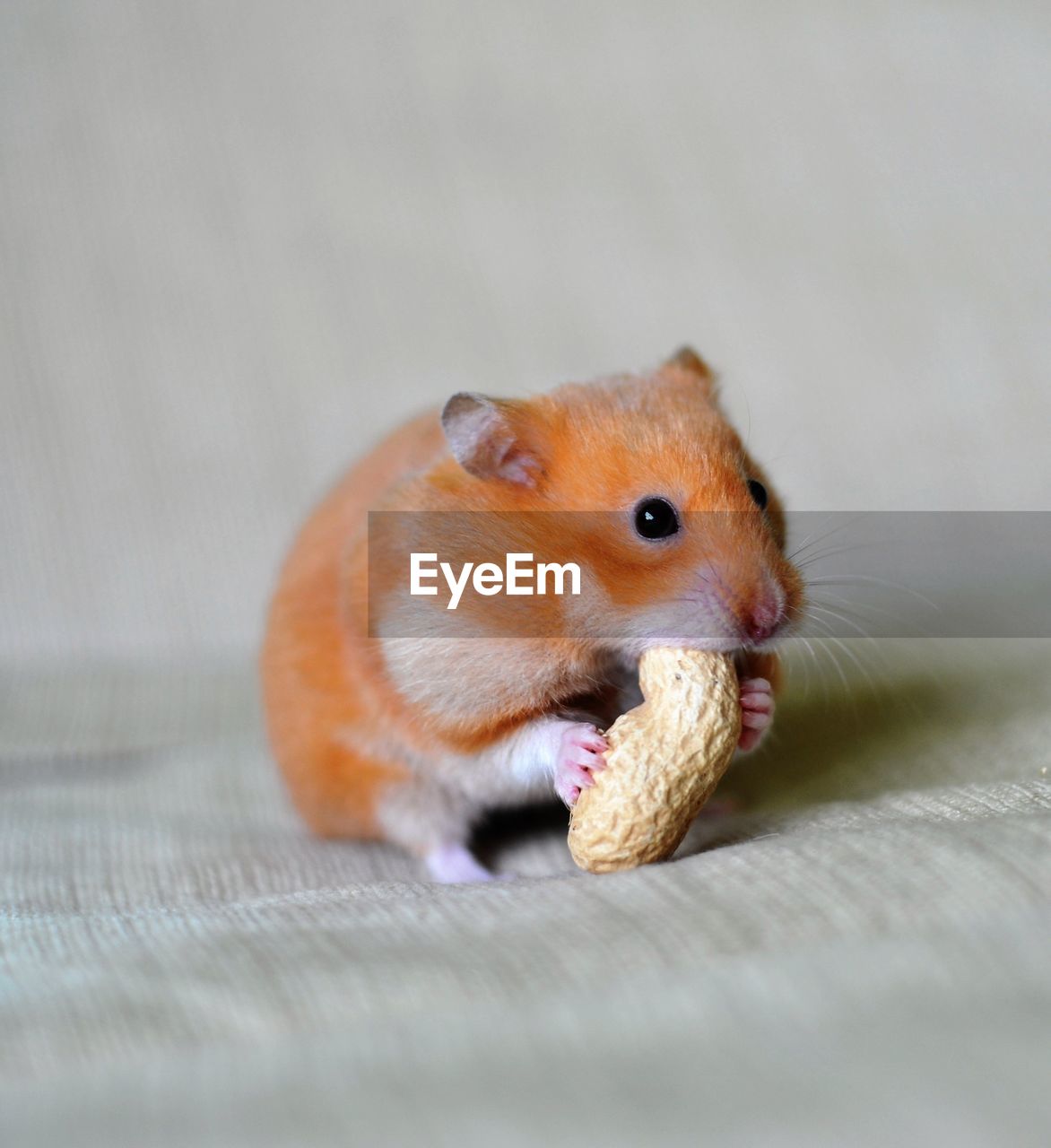 Close-up of a hamster eating groundnut