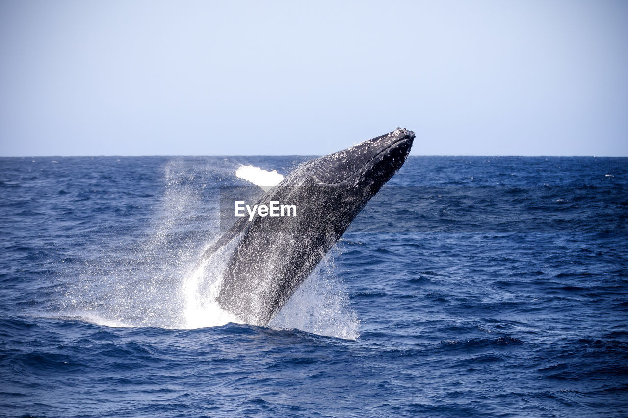 Close-up of whale in sea