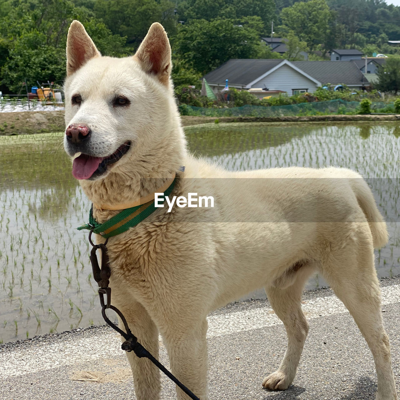 VIEW OF DOG STANDING BY WATER