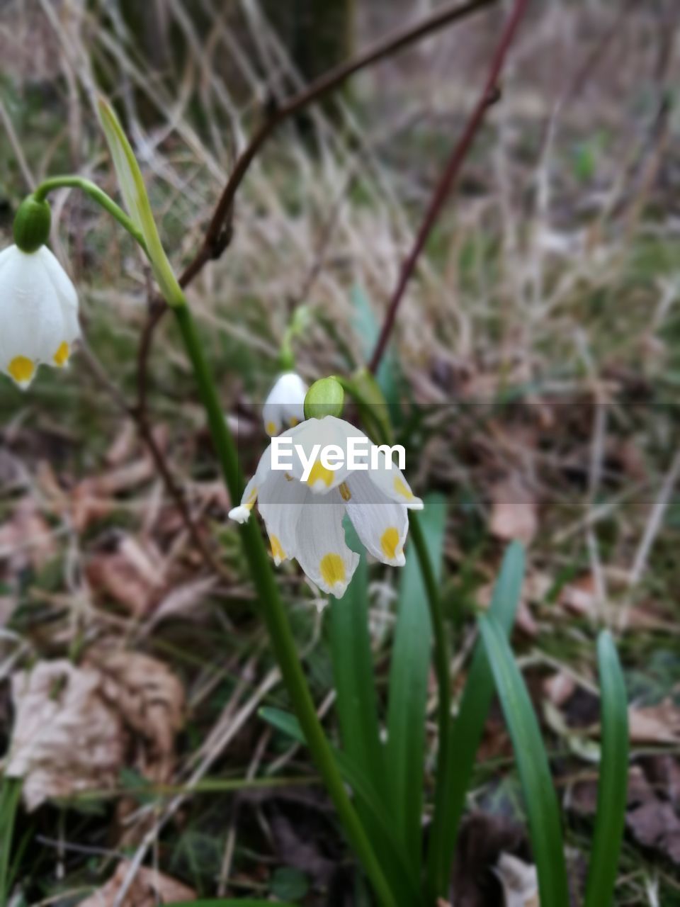 CLOSE-UP OF WHITE CROCUS ON FIELD