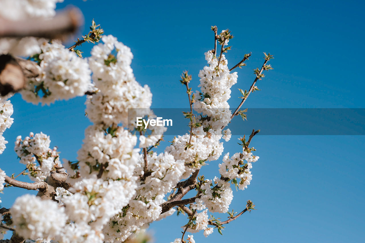 low angle view of cherry blossom tree