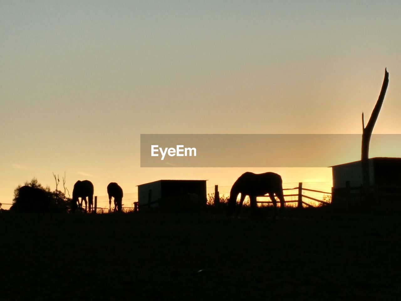 Horses grazing on field at sunset