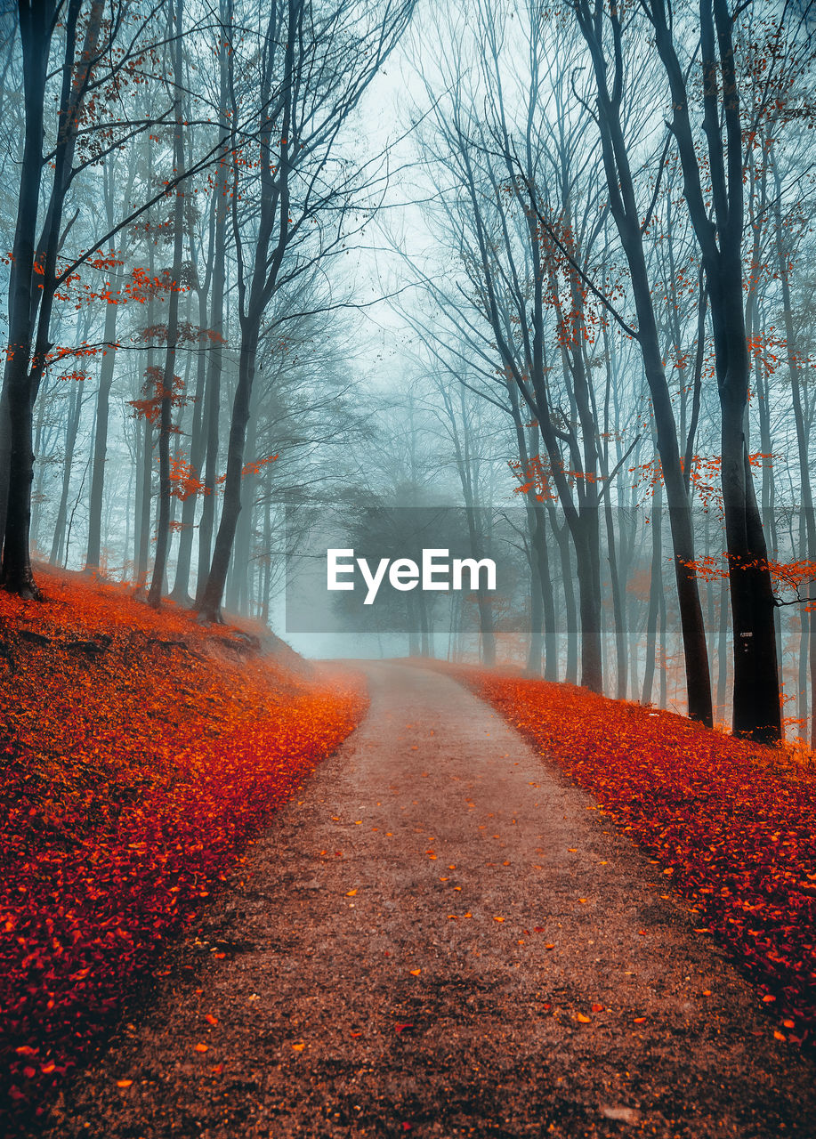 View of trees in forest during autumn