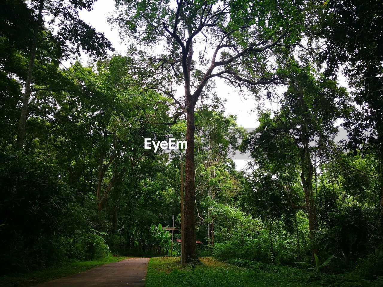 Trees in forest against sky