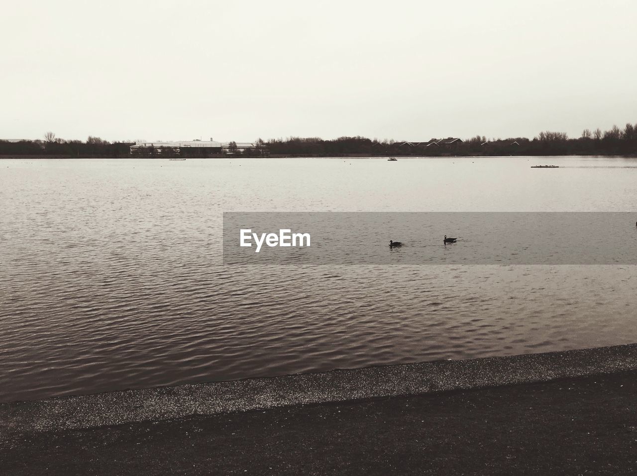 BIRDS OVER LAKE AGAINST CLEAR SKY