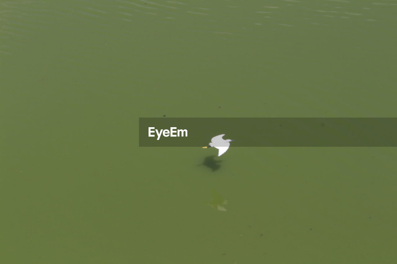 HIGH ANGLE VIEW OF A DUCK FLOATING ON LAKE