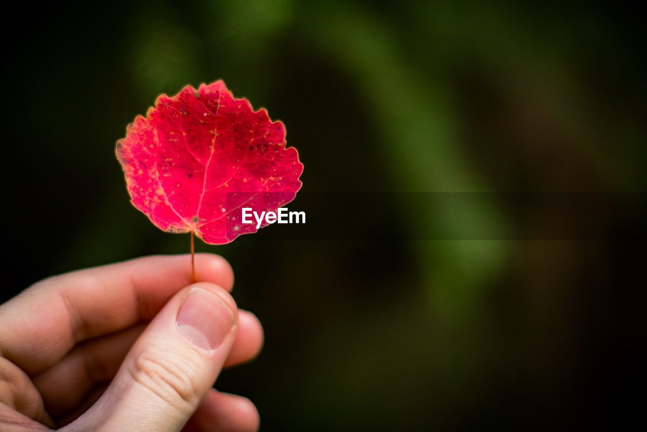 Cropped image of person holding red leaf