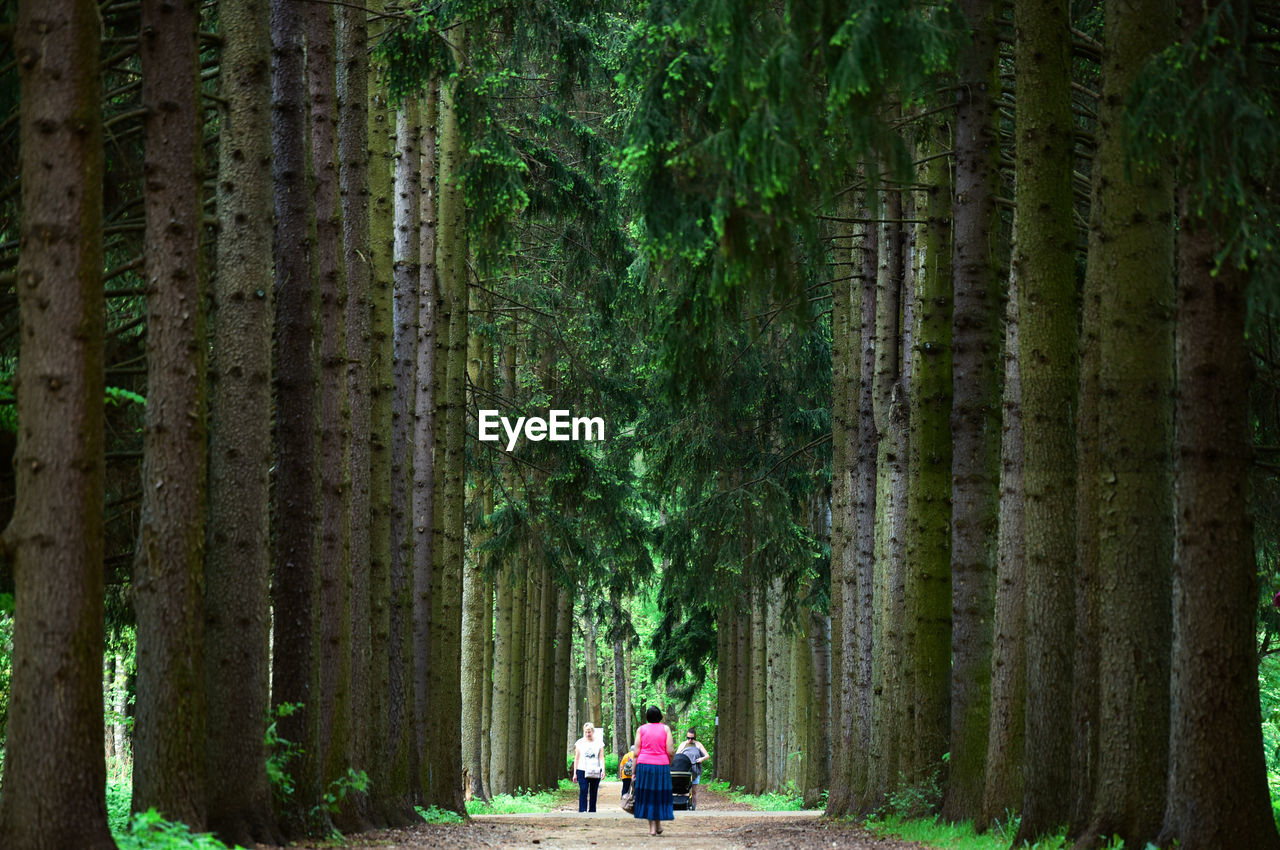 Rear view of people walking in forest