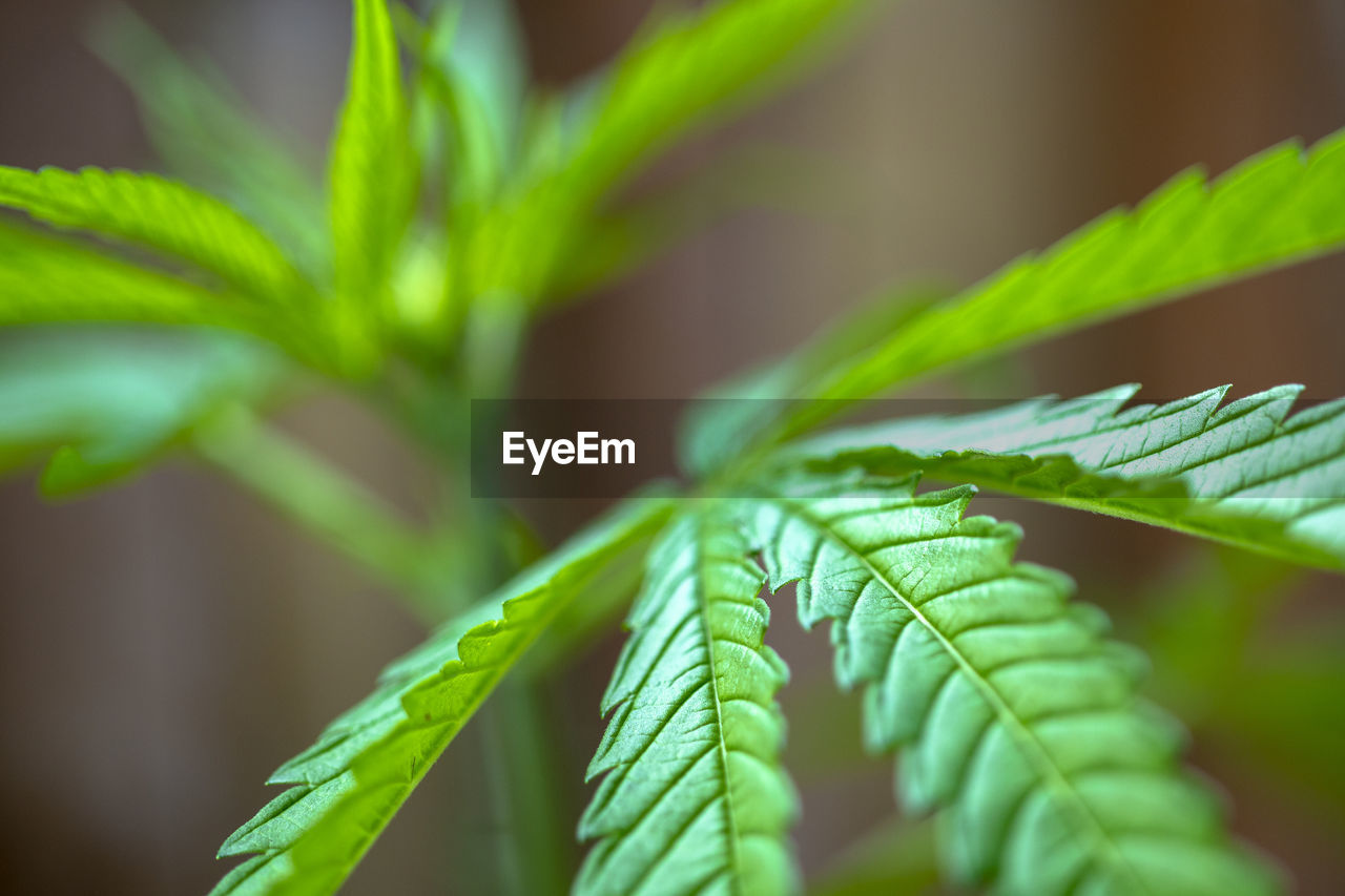 CLOSE-UP OF FRESH GREEN PLANT