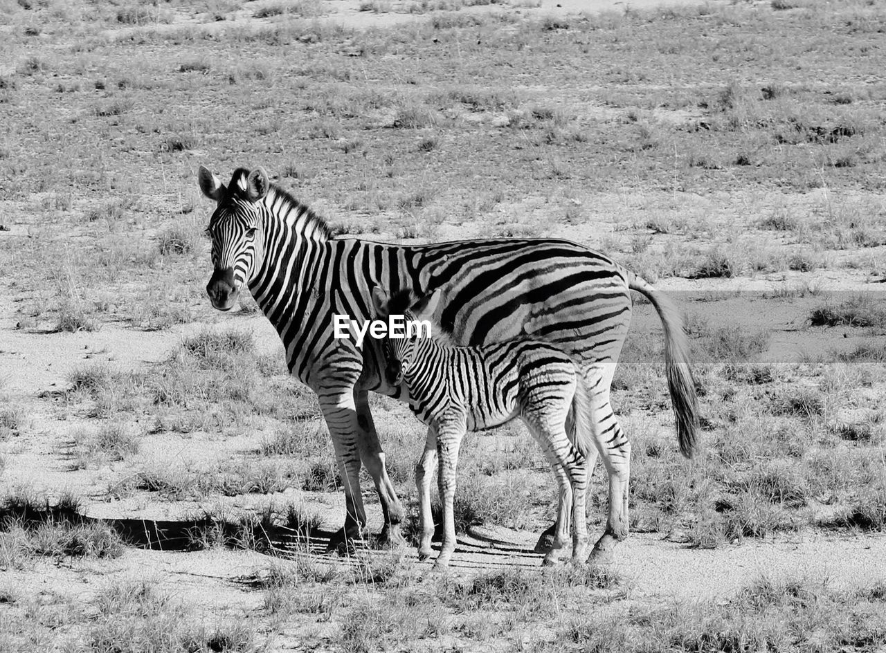 Zebra grazing on field