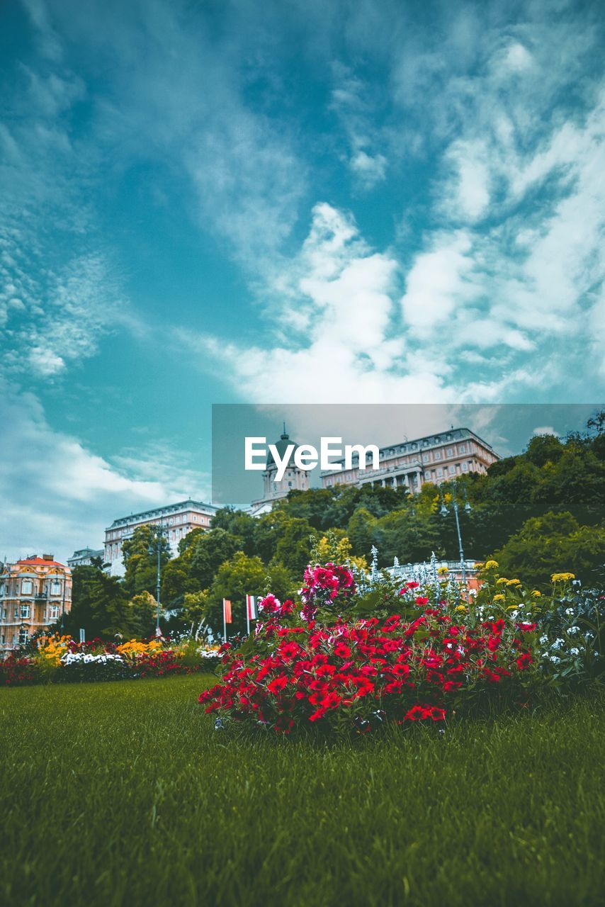 Flowering plants in park against sky