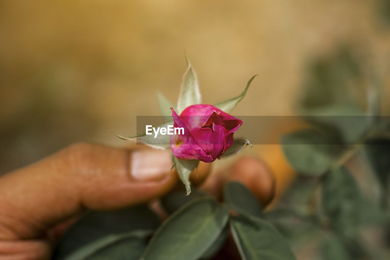 Close-up of pink flower