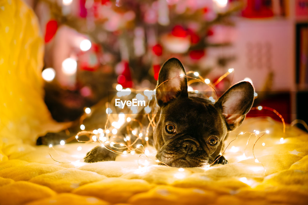 CLOSE-UP PORTRAIT OF AN ANIMAL ON CHRISTMAS LIGHTS