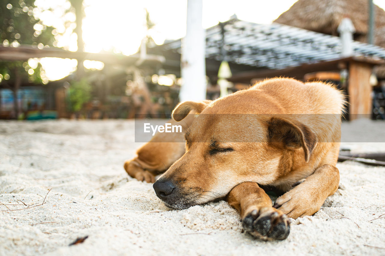 CLOSE-UP OF A DOG LYING