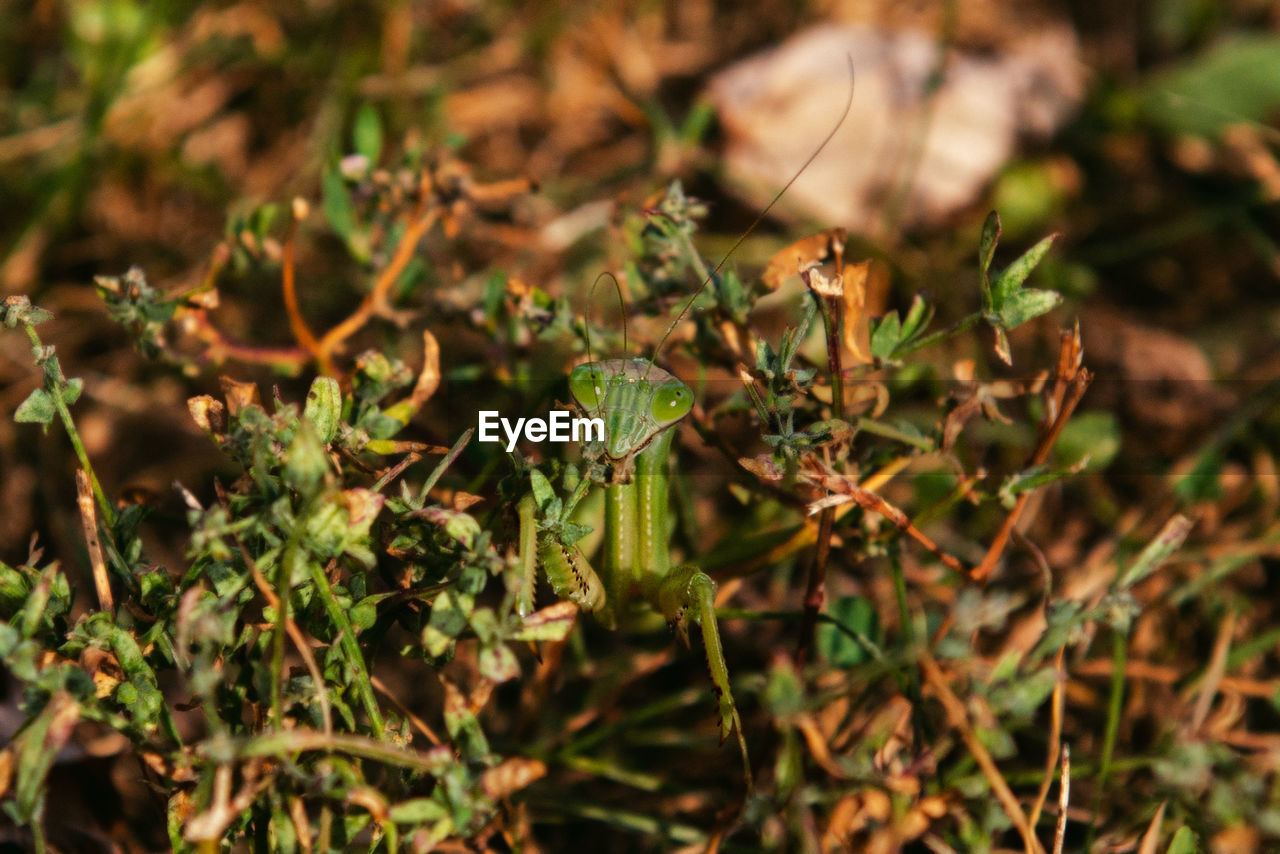 CLOSE-UP OF PLANTS GROWING ON FIELD