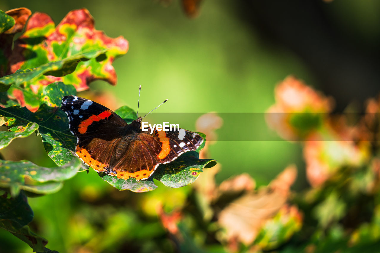 Red admiral butterfly in autumn sun.