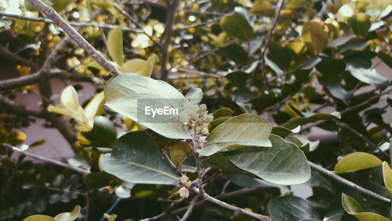 CLOSE-UP OF INSECT ON FLOWER AGAINST TREES