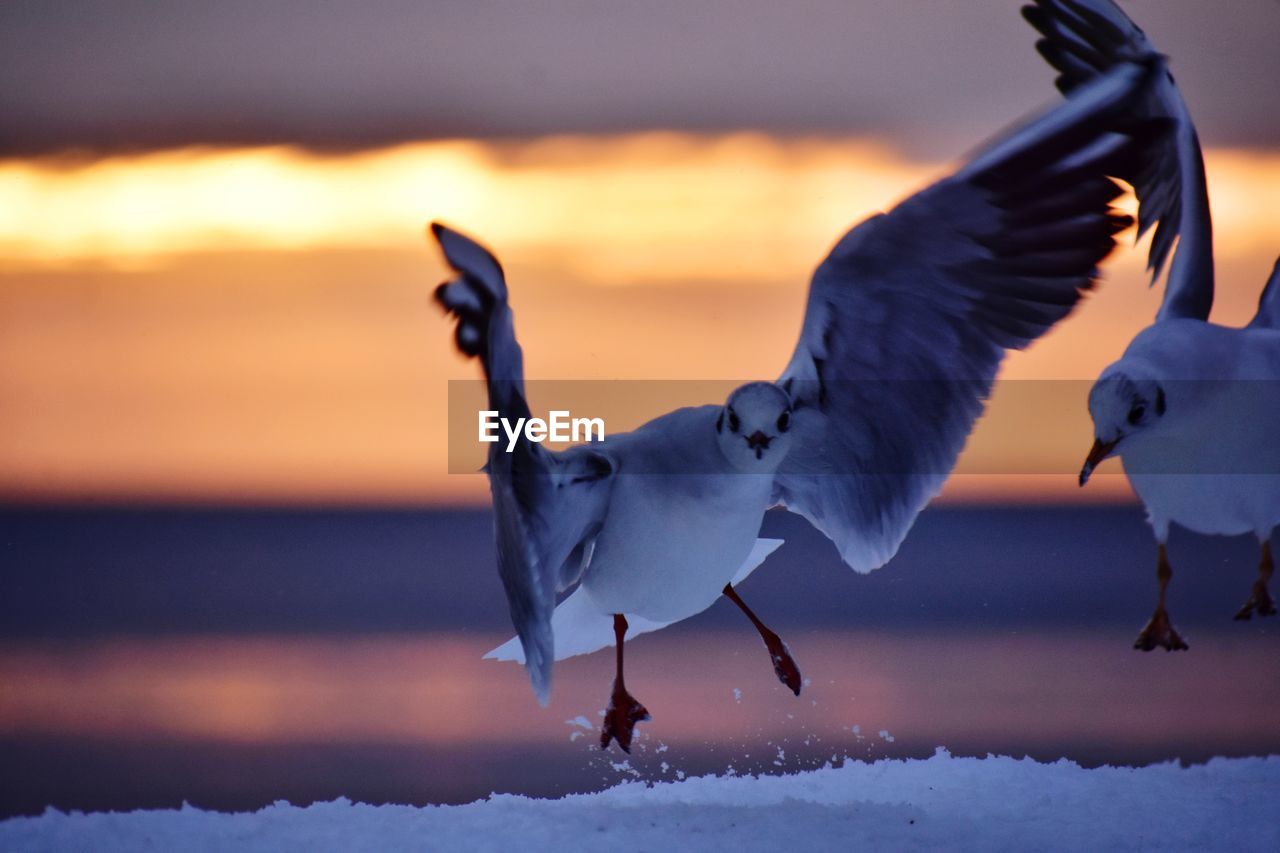 SEAGULL FLYING OVER SNOW COVERED LANDSCAPE