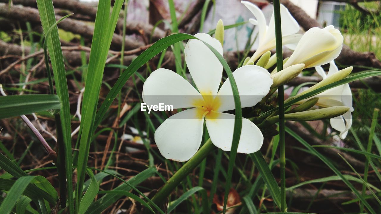 Close-up of white flowering plant on field