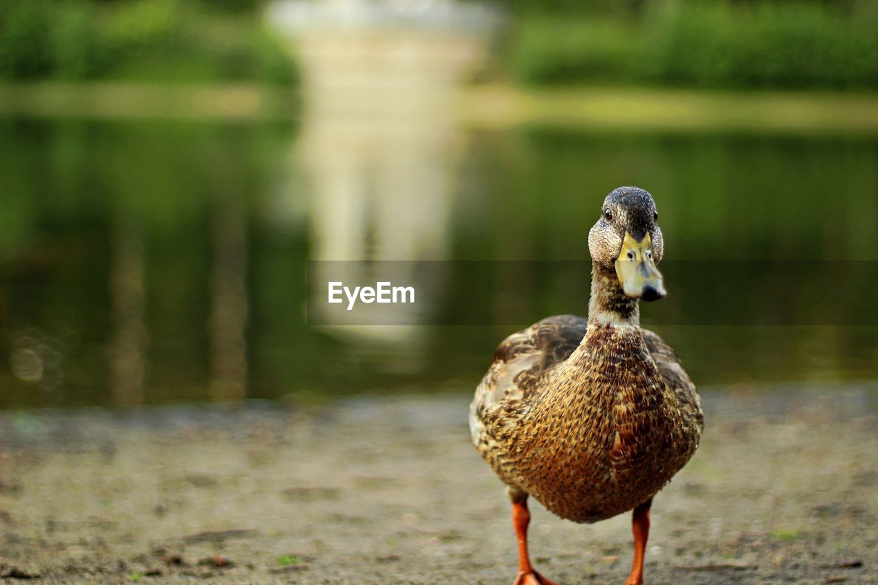 Close-up of a duck on land