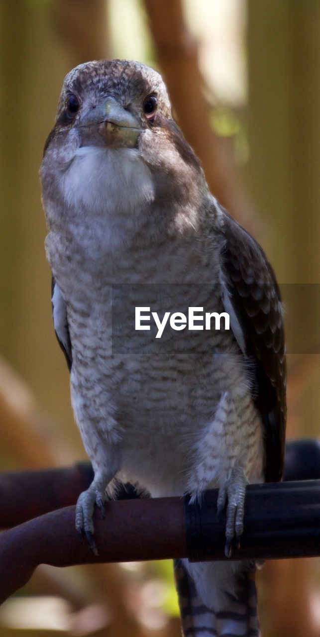 CLOSE-UP OF EAGLE PERCHING OUTDOORS