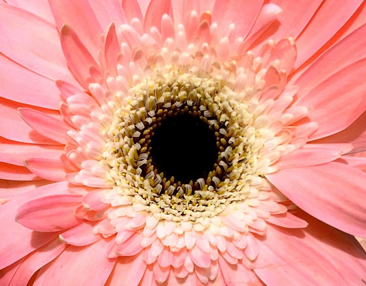 MACRO SHOT OF PINK FLOWER