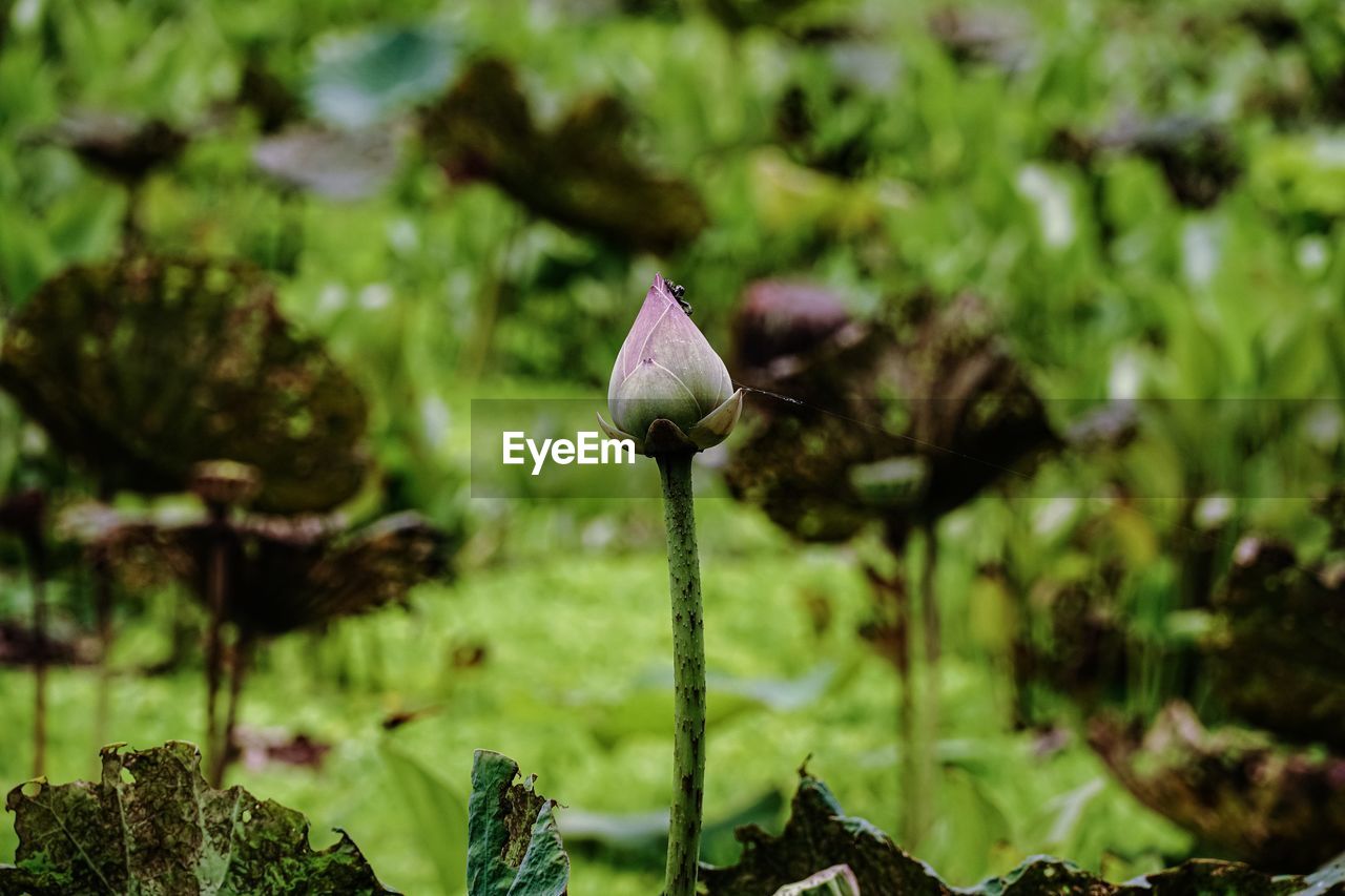 Close-up of purple lotus flower