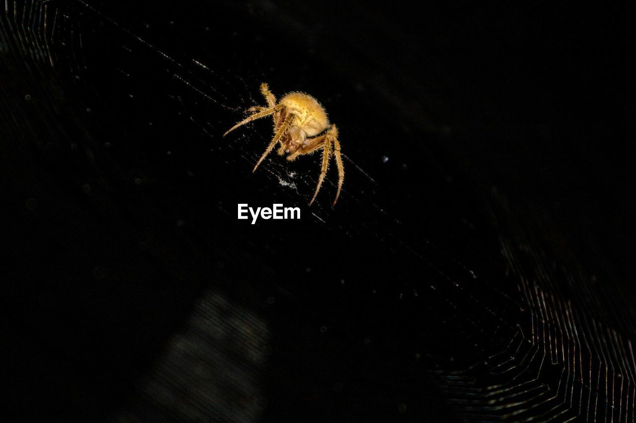 High angle view of spider at night