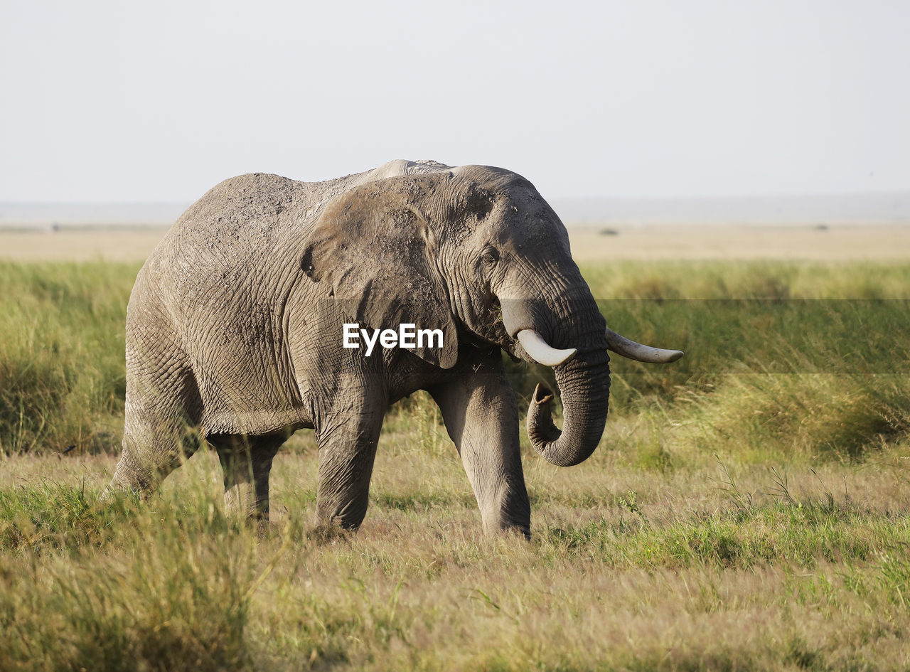 Elephant in a field, amboseli, kenya