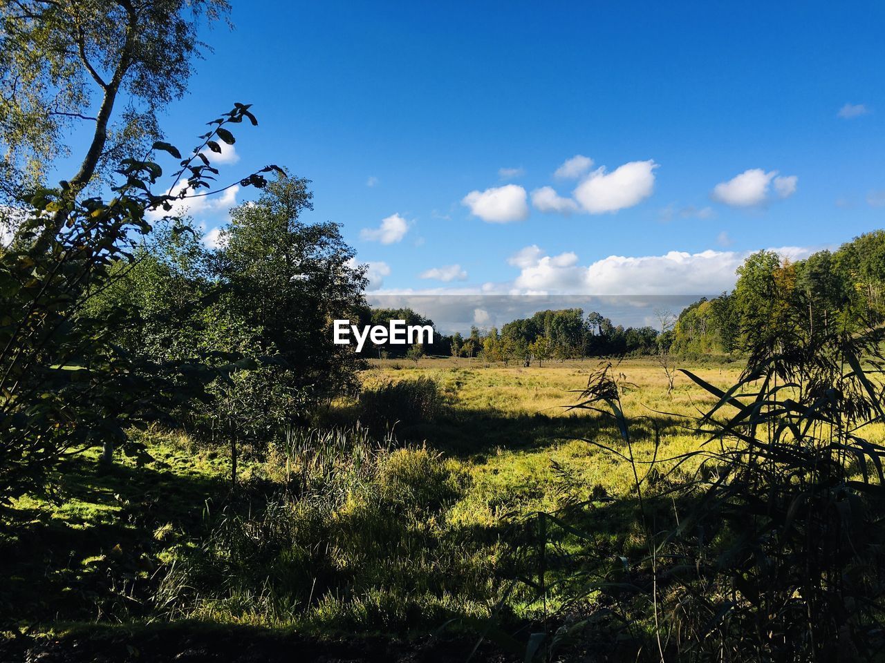 SCENIC VIEW OF TREES AGAINST SKY