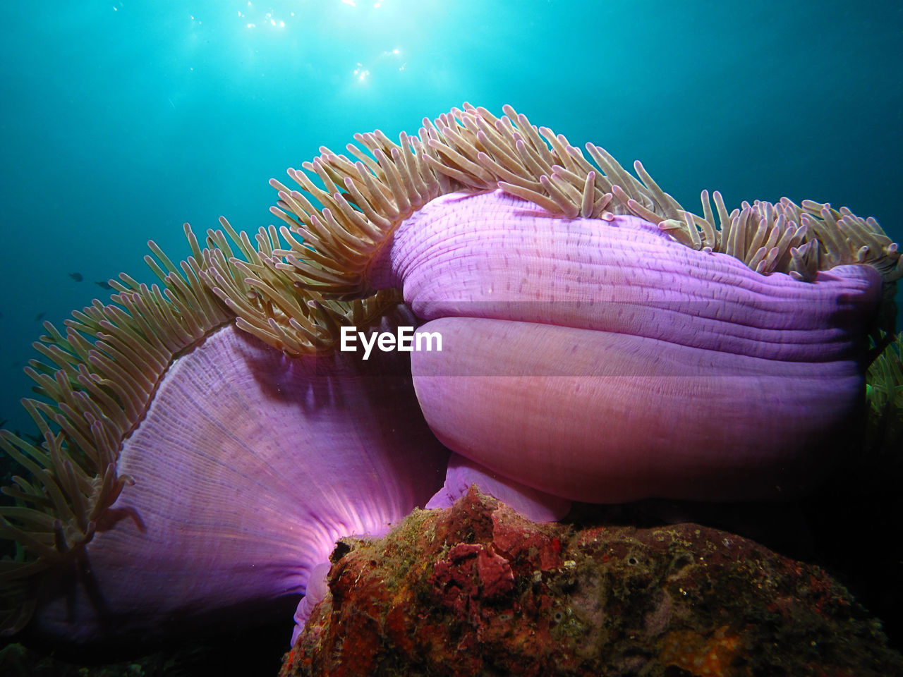 Close-up of sea anemones