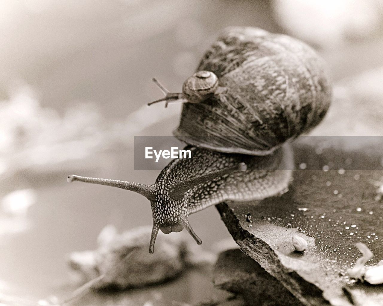 Close-up of snails on stone