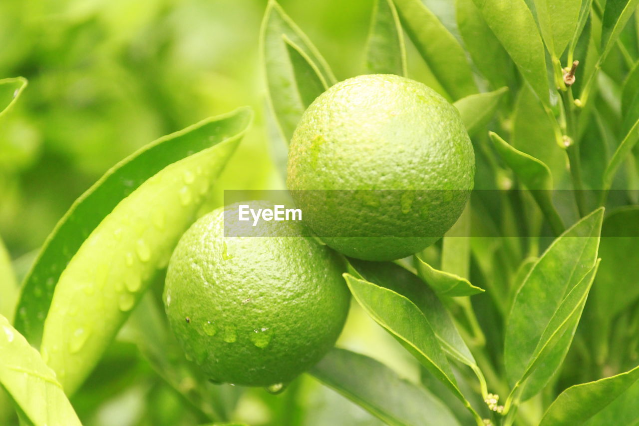 Close-up of fruits on tree