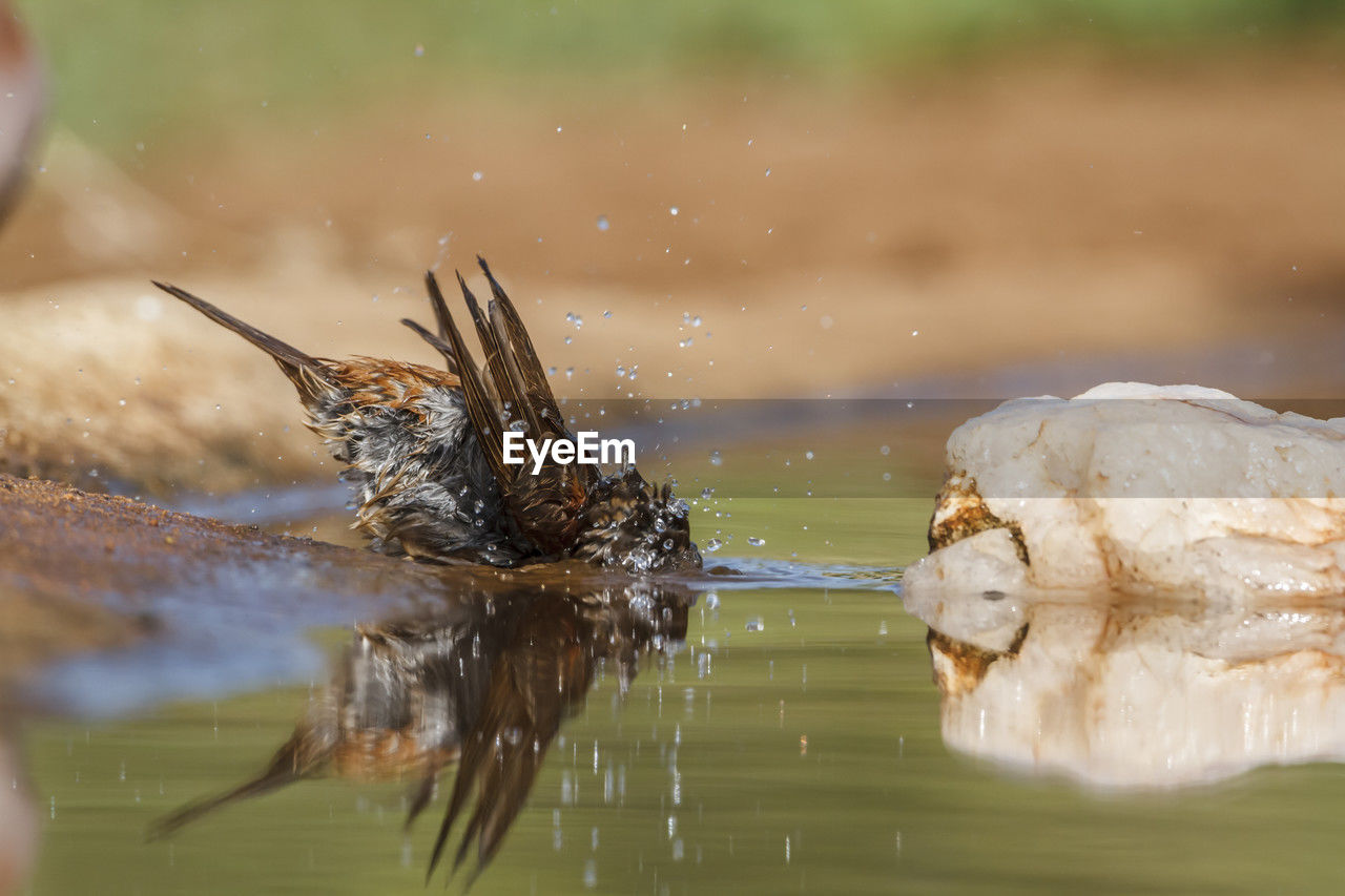 nature, water, animal themes, animal, wildlife, animal wildlife, one animal, no people, close-up, macro photography, animal body part, lake, outdoors, reflection, insect, wet, day, selective focus, environment