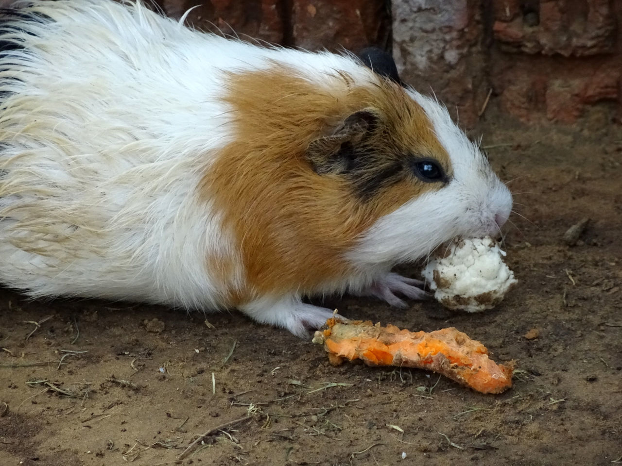 CLOSE-UP OF SHEEP EATING