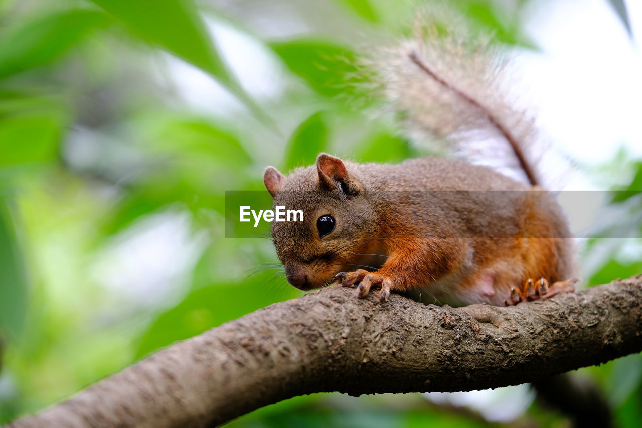 CLOSE-UP OF SQUIRREL ON TREE TRUNK