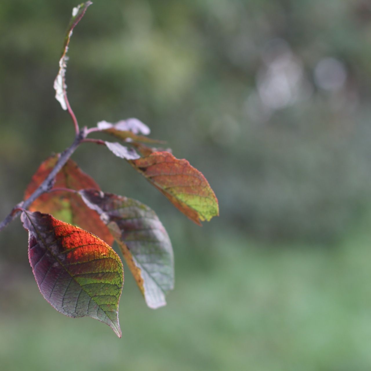 Close-up of leaves