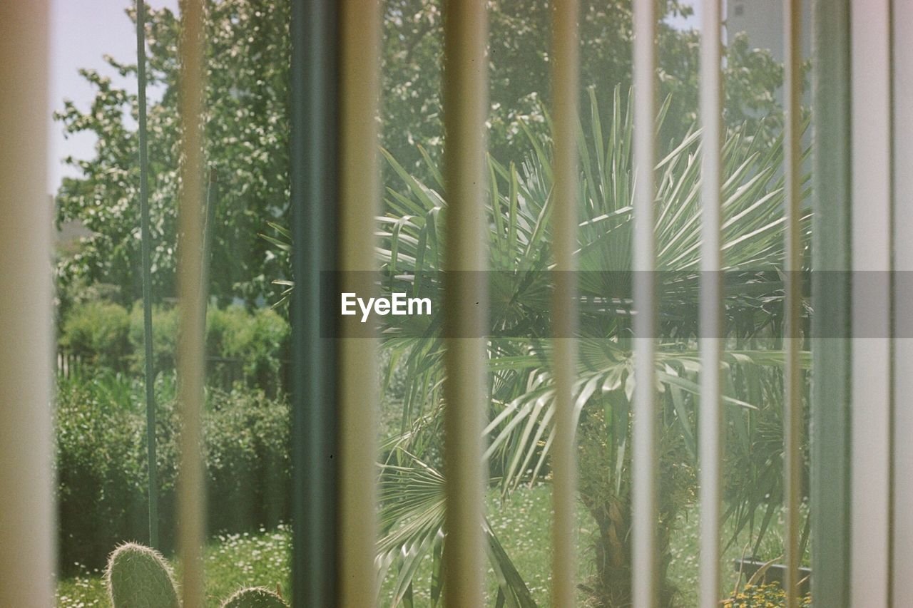 TREES GROWING IN A PARK