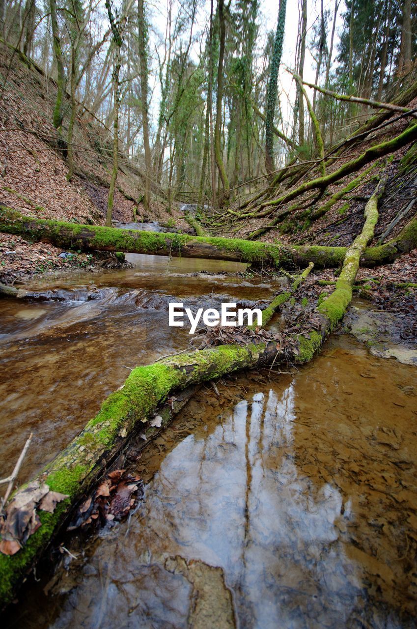 River flowing through forest