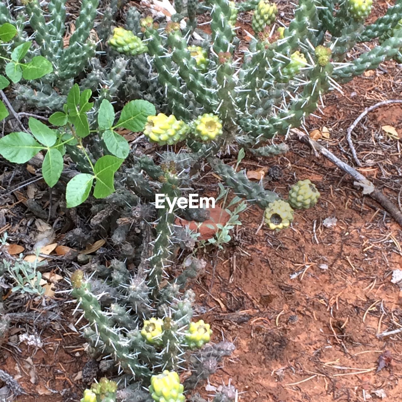 CLOSE-UP OF PLANTS