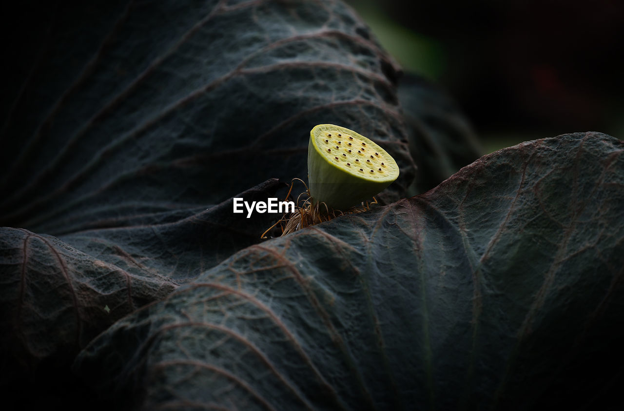 Close-up of dry leaves and plant pod