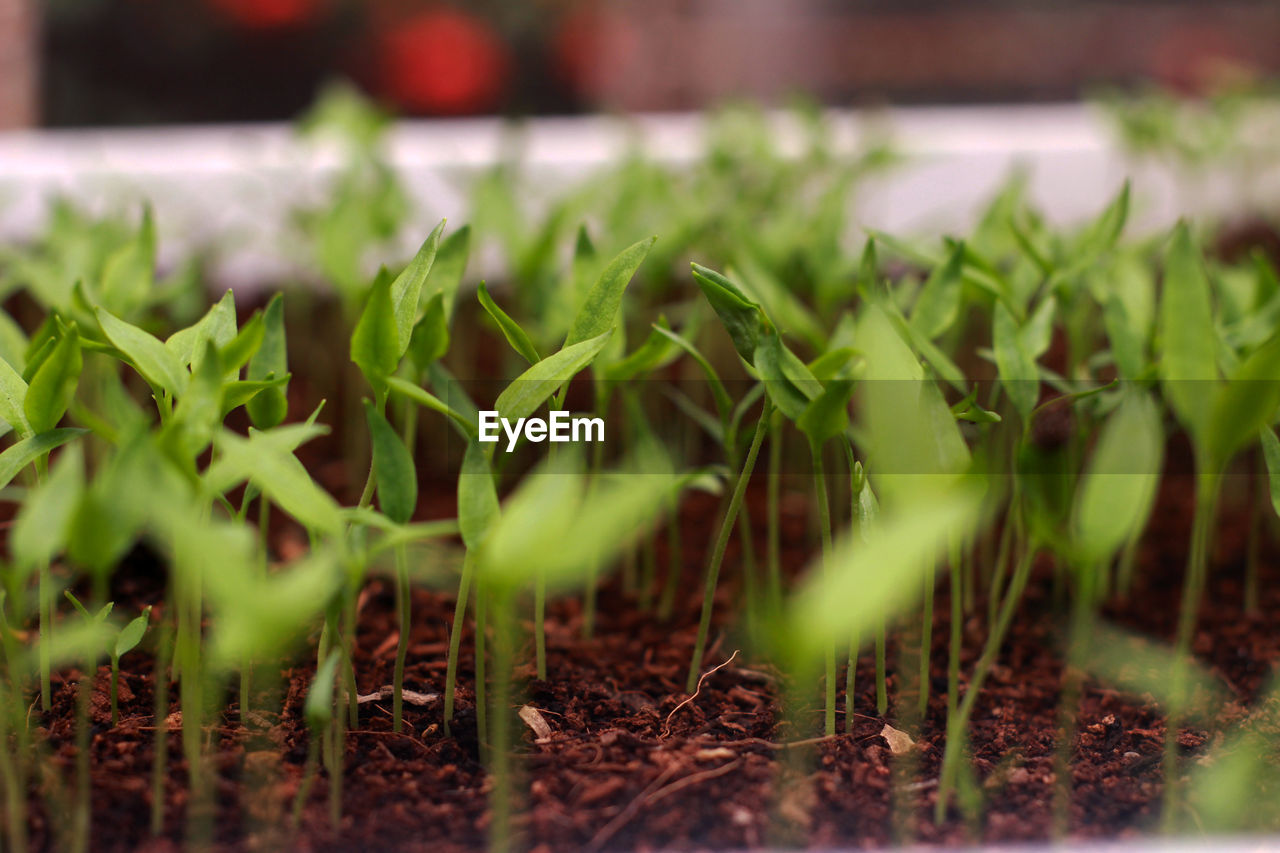 CLOSE-UP OF FRESH GREEN FIELD