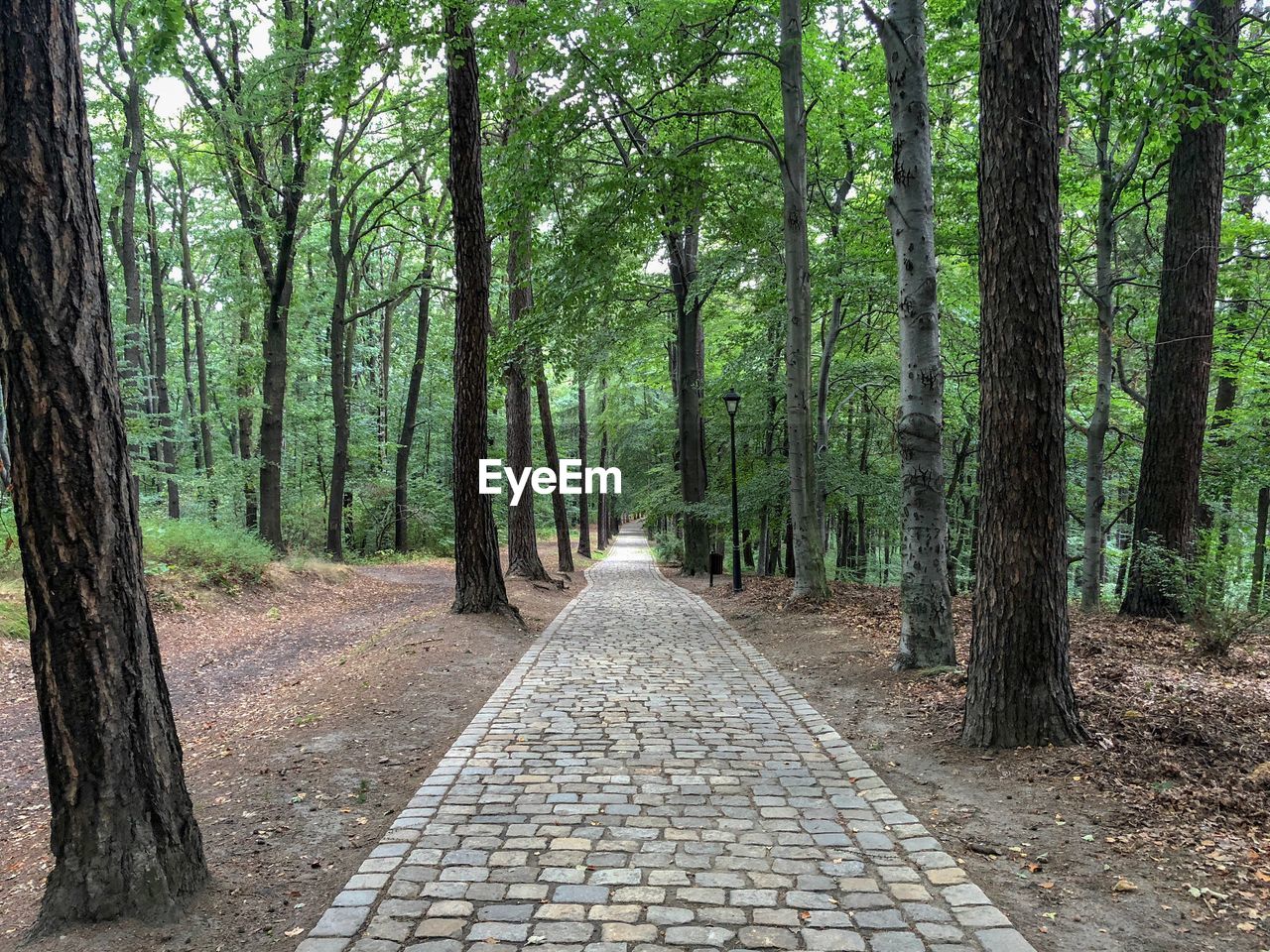 Empty footpath amidst trees in forest