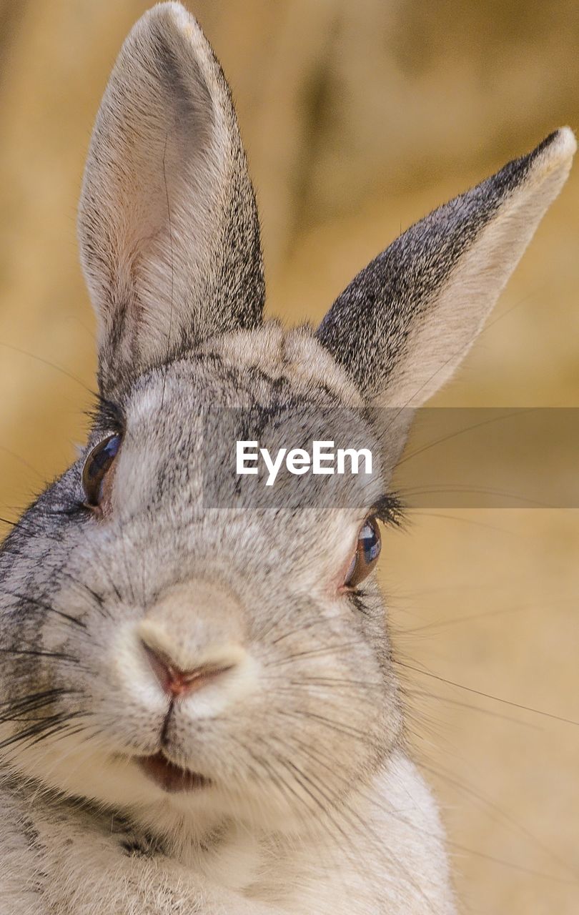 Close-up portrait of a rabbit