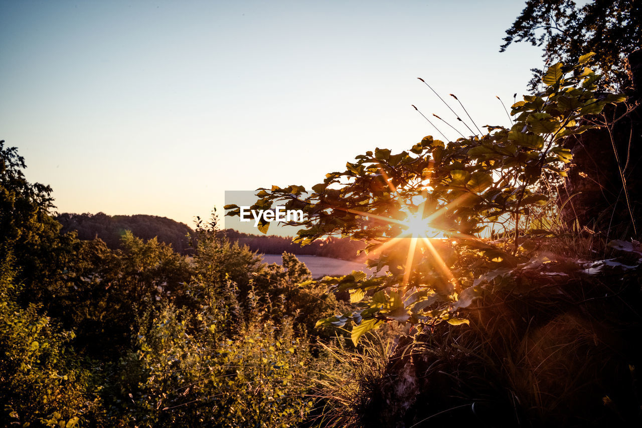 sky, nature, plant, sunlight, sun, sunset, tree, beauty in nature, lens flare, evening, landscape, sunbeam, light, tranquility, scenics - nature, land, environment, no people, autumn, growth, tranquil scene, dawn, back lit, leaf, silhouette, outdoors, sunny, idyllic, non-urban scene, flower, clear sky, field, rural scene, twilight, backlighting, forest, reflection