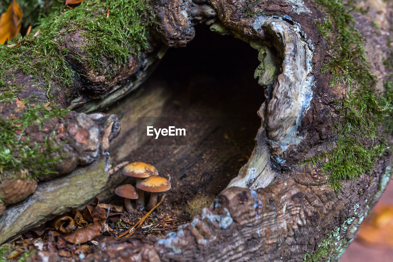 Close-up of mushrooms on tree trunk