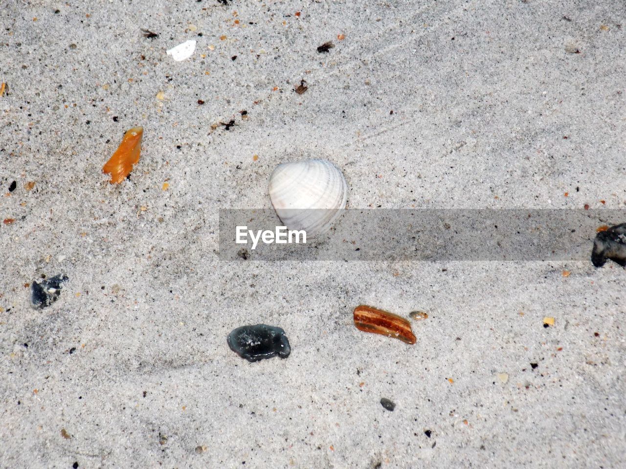 CLOSE-UP OF SEASHELLS ON SAND